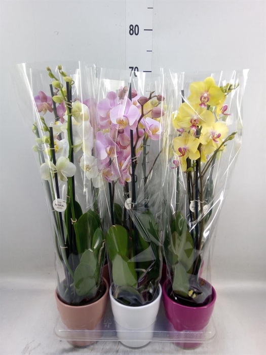 <h4>Phalaenopsis   ...mix</h4>