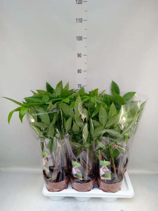 <h4>Pachira aquatica</h4>