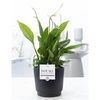 Spathiphyllum in P&PURE Liv ceramics matt black