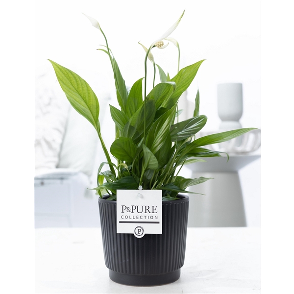 <h4>Spathiphyllum in P&PURE Liv ceramics matt black</h4>