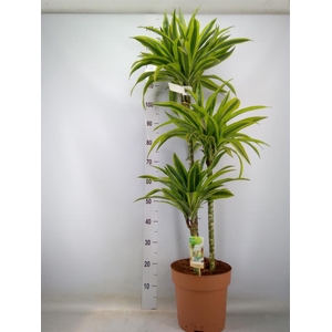 Dracaena fr de 'LemonLime'