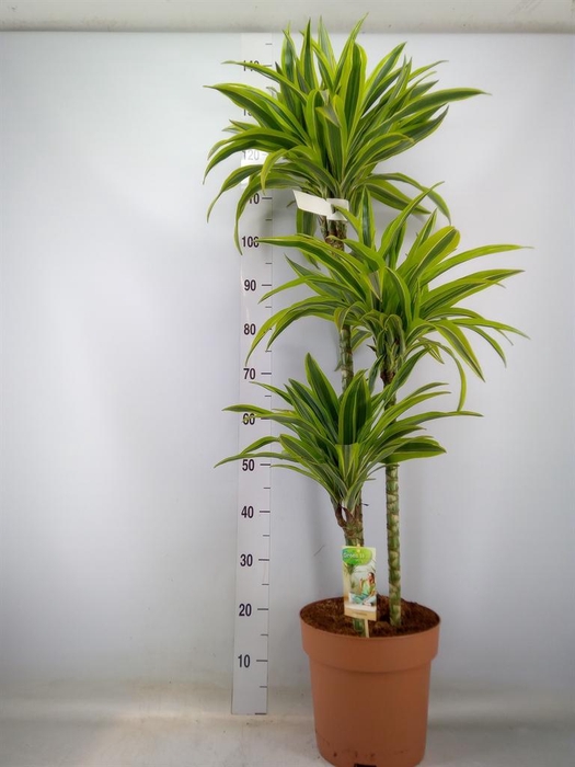 <h4>Dracaena fr de 'LemonLime'</h4>