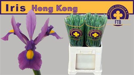 <h4>Iris Hong Kong</h4>