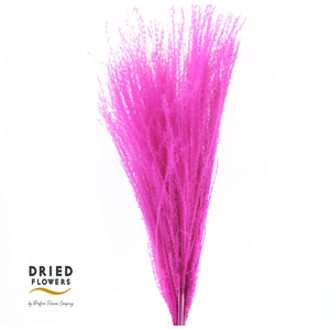 Dried Bleached Miscanthus Cerise