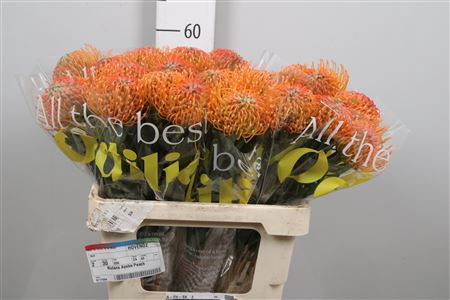 <h4>Leuco Ayoba Peach</h4>