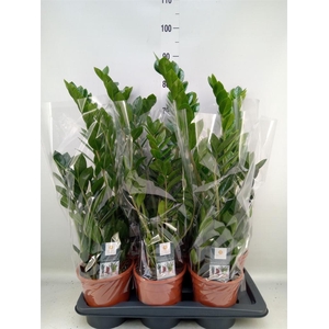 Zamioculcas zamiifolia