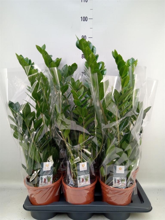 <h4>Zamioculcas zamiifolia</h4>