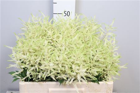 <h4>Astilbe japonica 'Whasingthon'</h4>