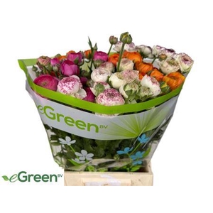 Ran Gem In Fust Hollandse