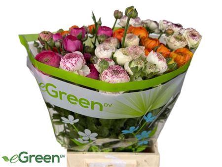 <h4>Ran Gem In Fust Hollandse</h4>