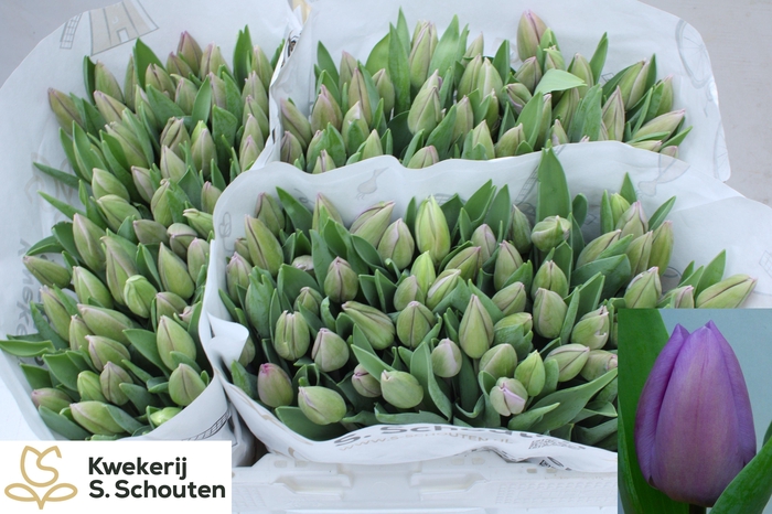 <h4>TU EN ALIBI</h4>