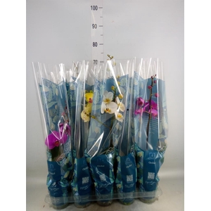 Phalaenopsis   ...mix  5