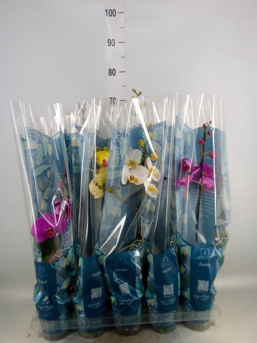 <h4>Phalaenopsis   ...mix  5</h4>