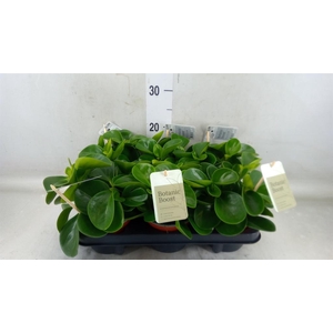 Peperomia obt. 'Green Gold'