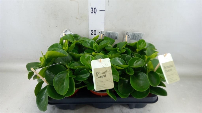 <h4>Peperomia obt. 'Green Gold'</h4>