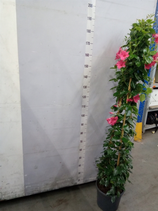 <h4>Mandevilla sand. 'SumStar Pink'</h4>