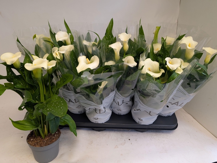 <h4>ZANT CAPT FRESCO</h4>