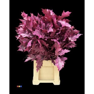 Quercus Klb Cerise Transparent 80cm GK