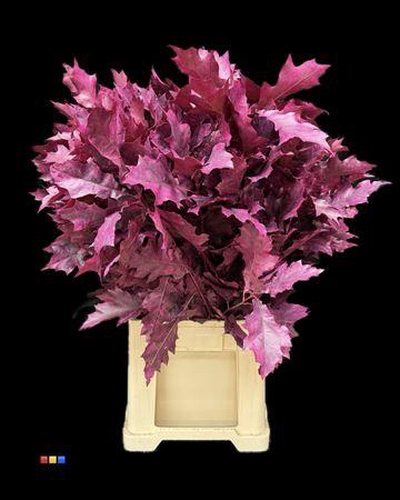 <h4>Quercus Klb Cerise Transparent 80cm GK</h4>