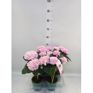 Hydrangea mac. 'Magical Revolution'