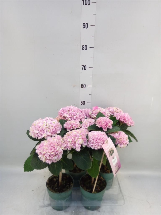 <h4>Hydrangea mac. 'Magical Revolution'</h4>