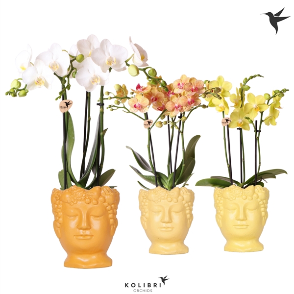 <h4>Kolibri Orchids Phalaenopsis mix 3 spike in Fruity Head yellow</h4>