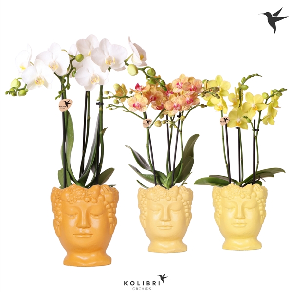 <h4>Phalaenopsis Multifloratypes overig</h4>