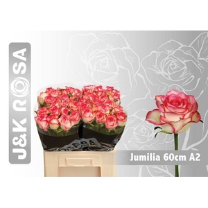Rosa large jumilia