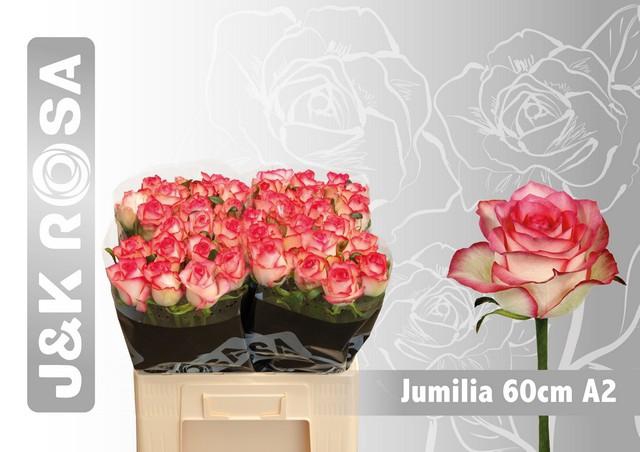 <h4>Rosa large jumilia</h4>