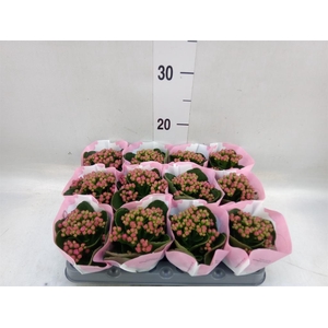 Kalanchoe  'RoseFlow Katie'