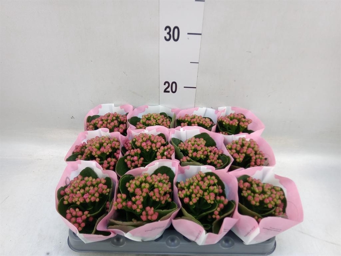 <h4>Kalanchoe  'RoseFlow Katie'</h4>
