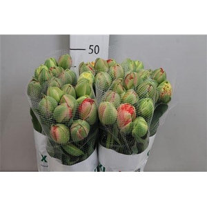 Tu Du Gudoshnik Doub