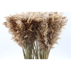 Cortaderia Naturel hollands