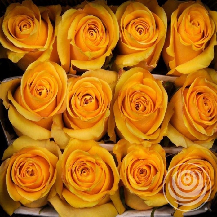 <h4>R Eq Bumblebee</h4>