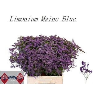 Lim Maine Blue