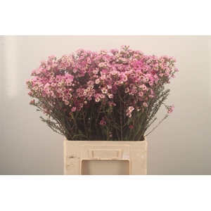 Chamelaucium Adi Pink