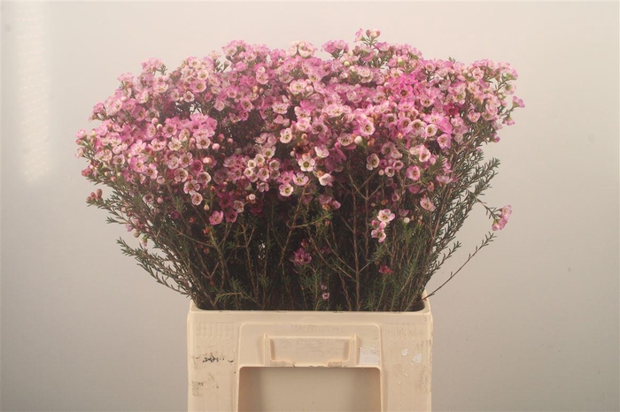 <h4>Chamelaucium Adi Pink</h4>