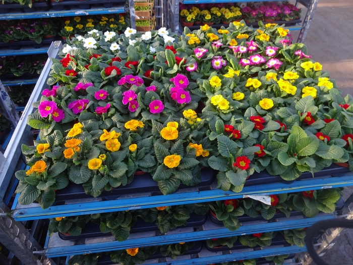 <h4>PRIM AC MIXK</h4>