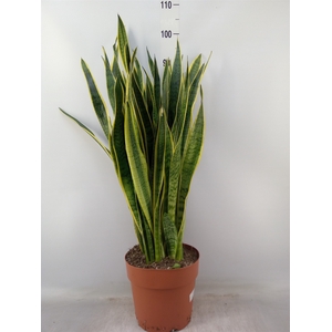 Sansevieria trifa. 'Laurentii'
