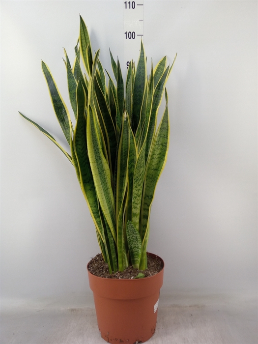 <h4>Sansevieria trifa. 'Laurentii'</h4>