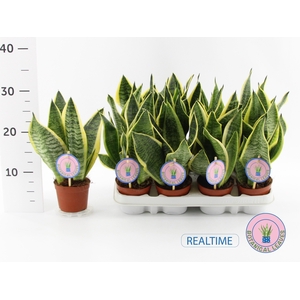 SANSEV FUTURA SUPERB