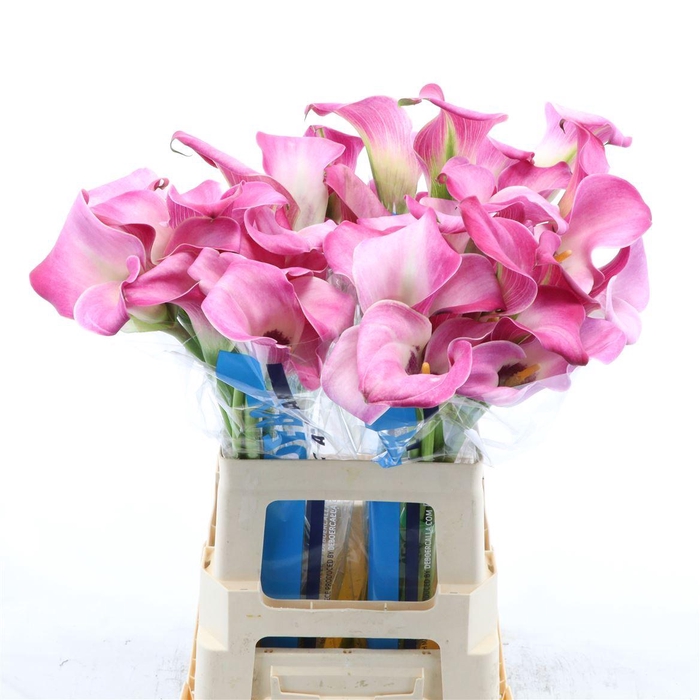 <h4>Calla Fantasia | Dubbelbloemig</h4>