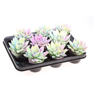 ECHEV MULTI GLITTER MIX