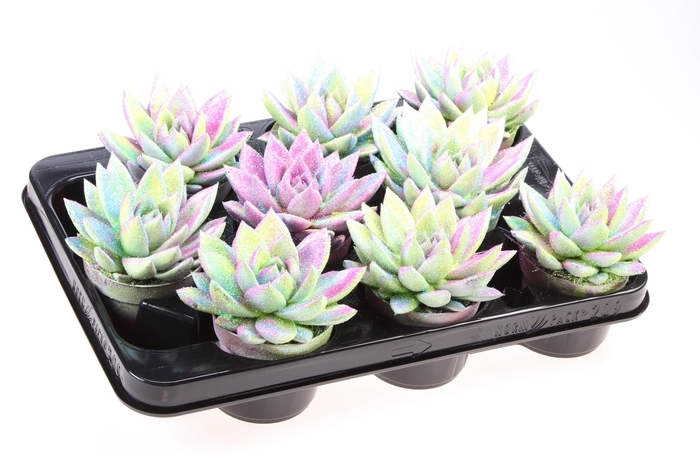 <h4>ECHEV MULTI GLITTER MIX</h4>