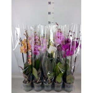 Phalaenopsis   ...mix  5
