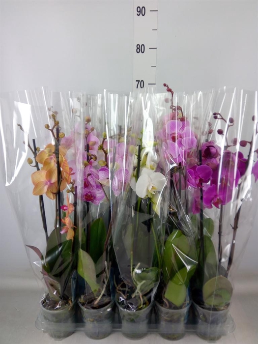 <h4>Phalaenopsis   ...mix  5</h4>