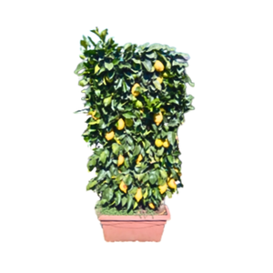 Citrus hystrix