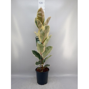 Ficus elastica 'Tineke'