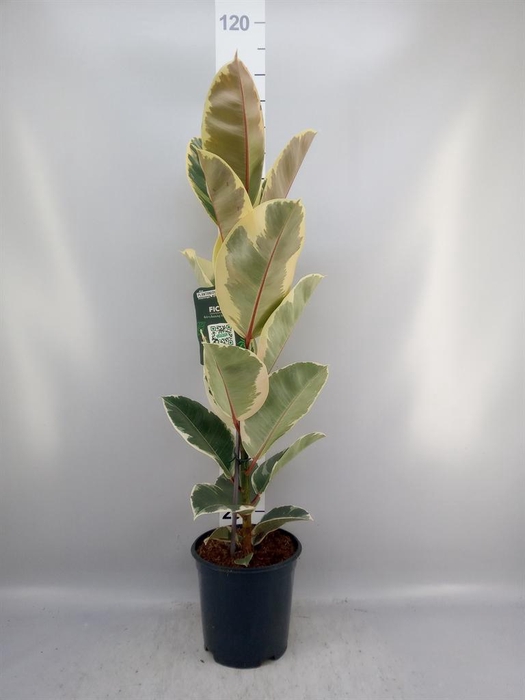<h4>Ficus elastica 'Tineke'</h4>