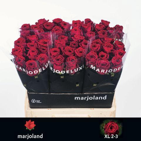<h4>R GR RED NAOMI! XL 2-3</h4>